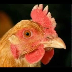 Meet your Posher, Jo